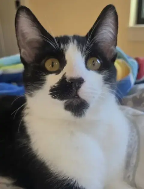 Pepper photo 3