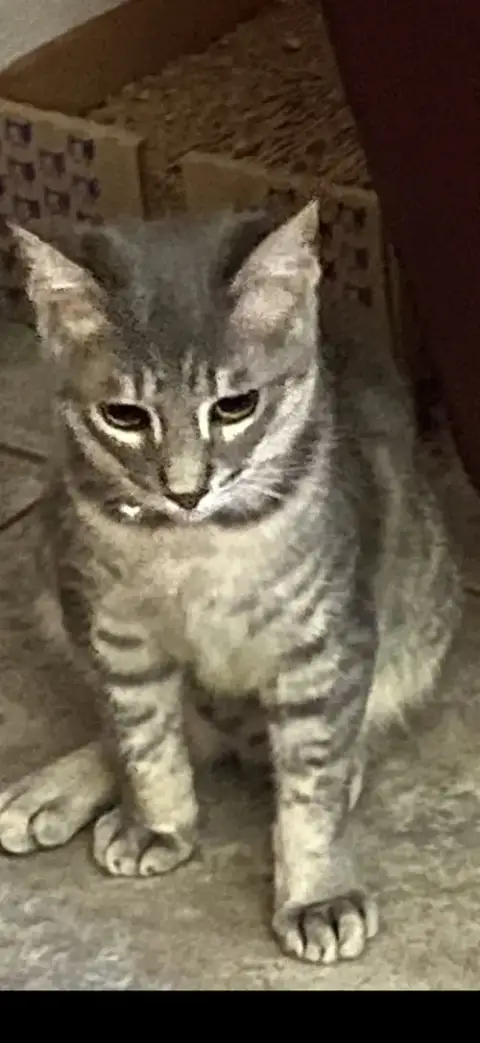Cecil