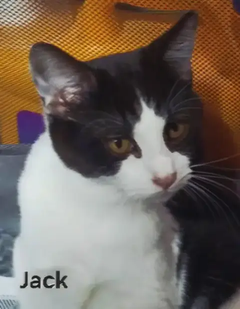 Kitten Jack photo 3