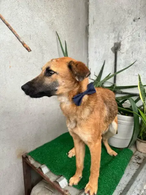 Balu photo 5