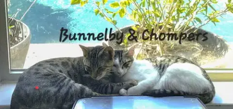Bunnelby #Gentle-Wallflower photo 2
