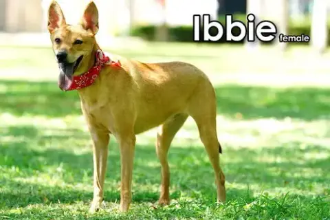 Ibbie From Taiwan photo 5