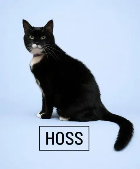 Hoss