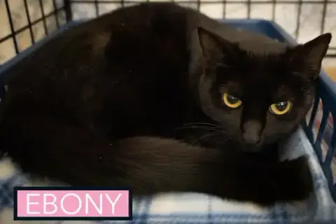 Ebony photo 3
