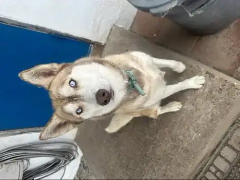 Luna photo 2