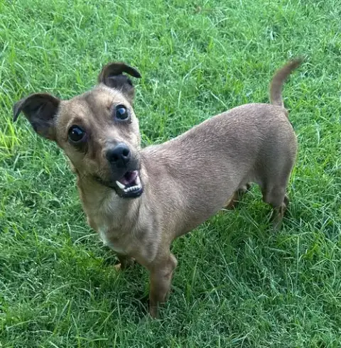 Nim