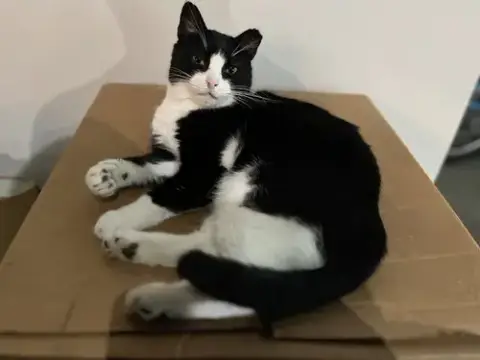 Tuxedo Man photo 2