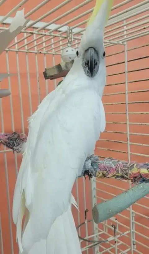 Houdini