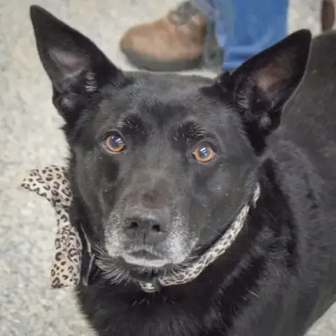 Rosie
