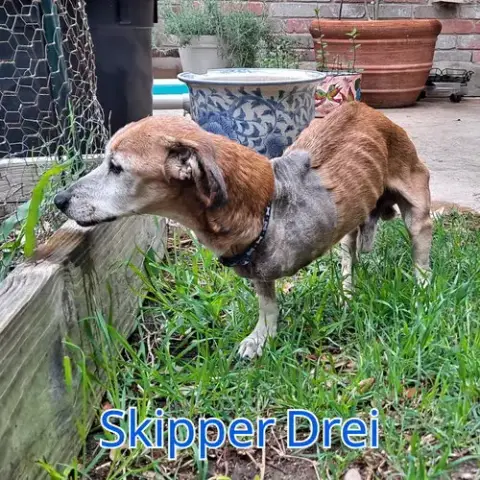 Skipper Drei photo 2