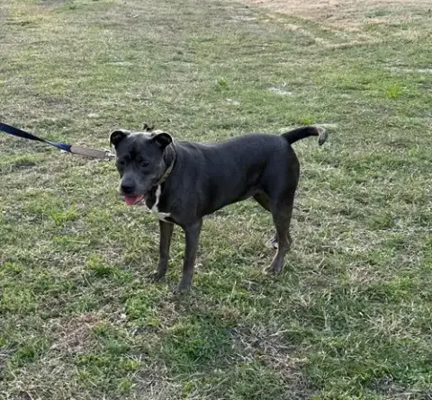 Dixie photo 5