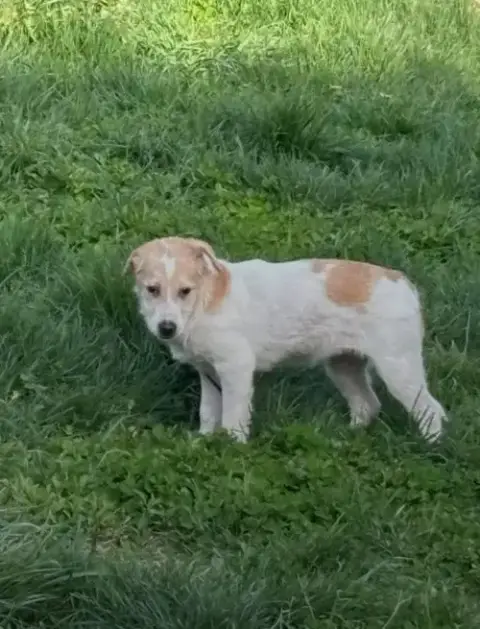 Puppy Biscuit photo 3