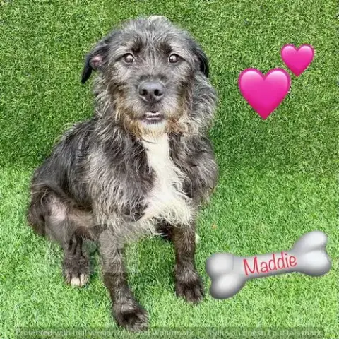 Maddie