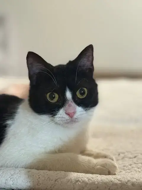 Addie Kitten photo 3