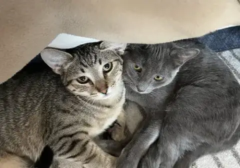 Sprig & Loki photo 3