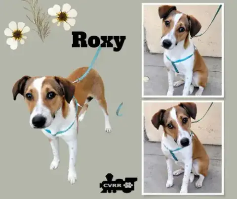 Roxy