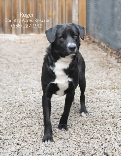 Ruger photo 3