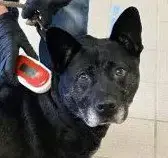 Liv Sponsored Adoption Fee