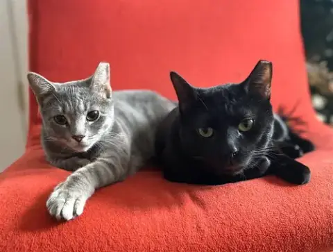Cosmo And Luna photo 5