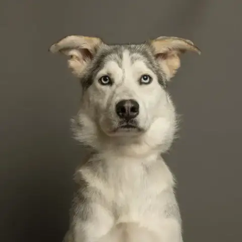Elsa