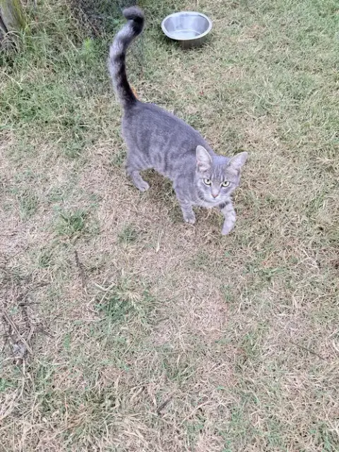 Kitty photo 3