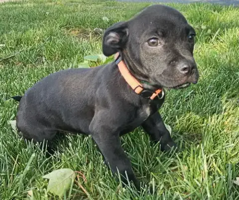 Puppy Elvis photo 2