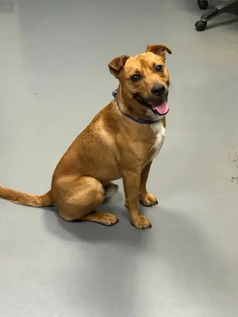 Smokey-In A Foster Home