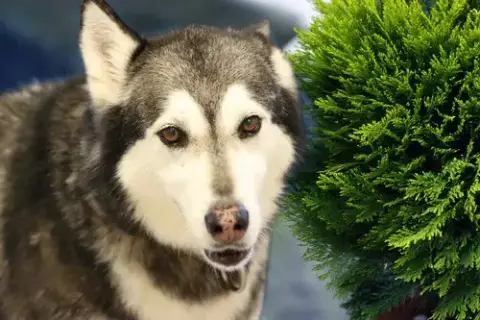 Prancer