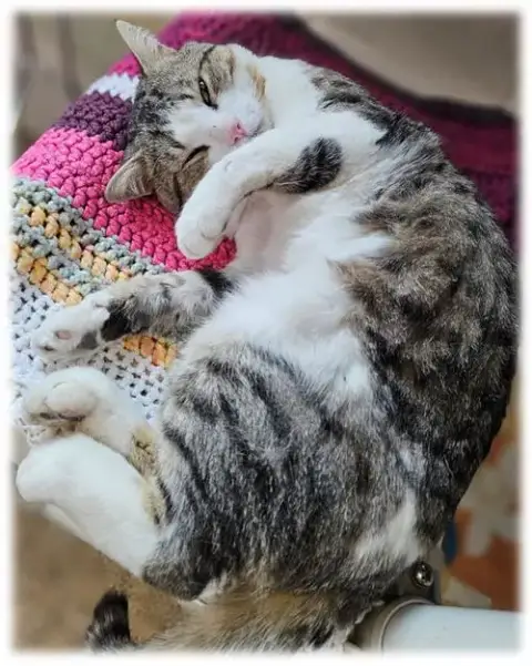Bambino
