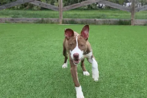 Emmett photo 3