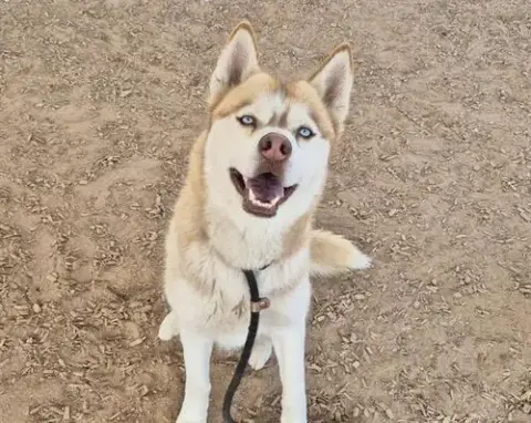 Blue Eyes
