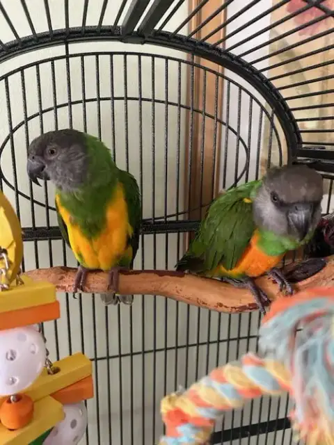 Bailey And Lula