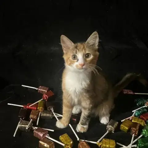 Lollipop