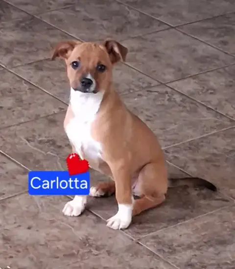 Carlotta