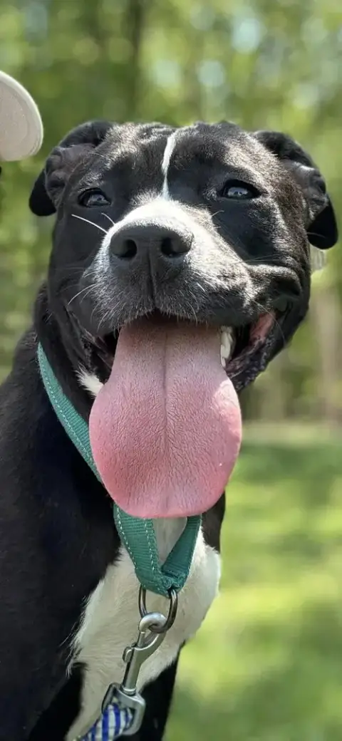 Penny photo 3
