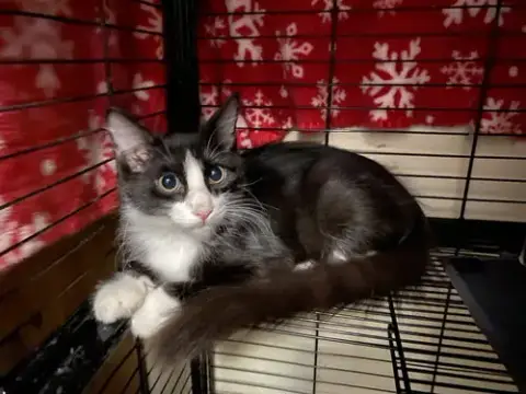 Figaro photo 5