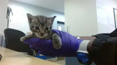 Acai