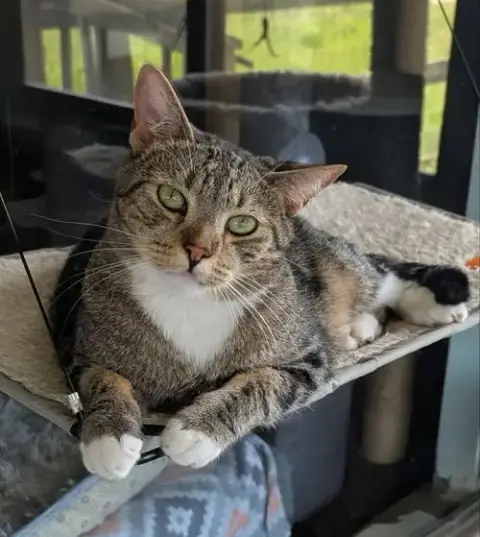 Adopter Bam Bam