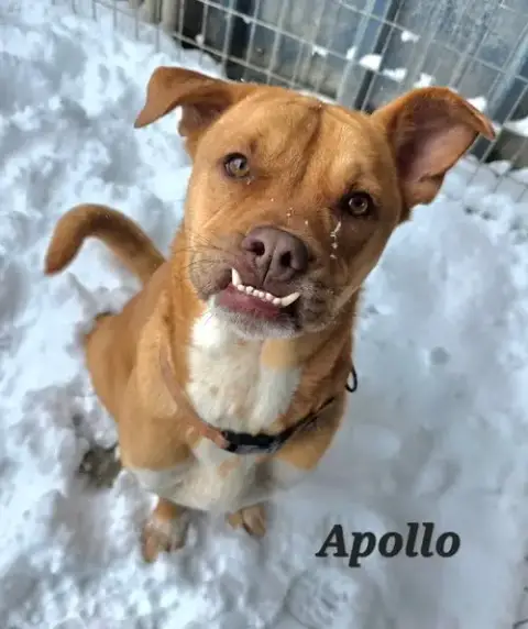 Apollo