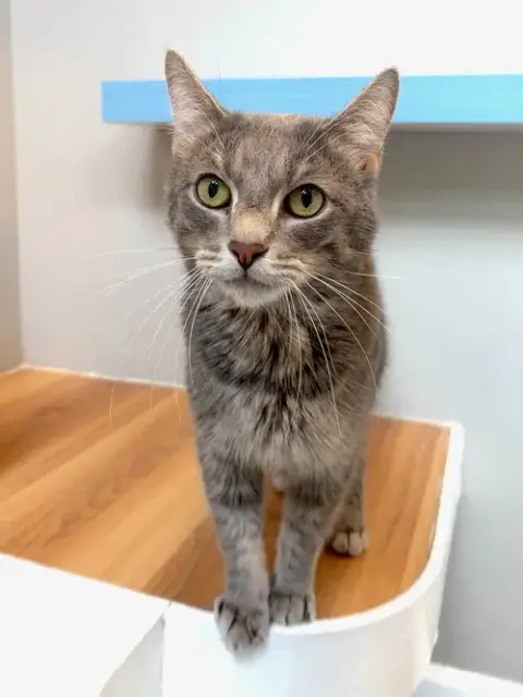 Taz