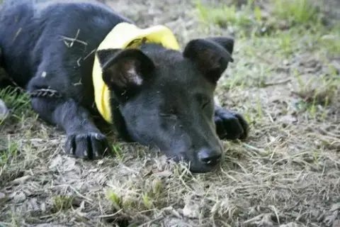 Chip photo 4