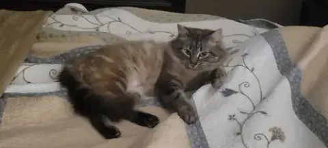 Prissy