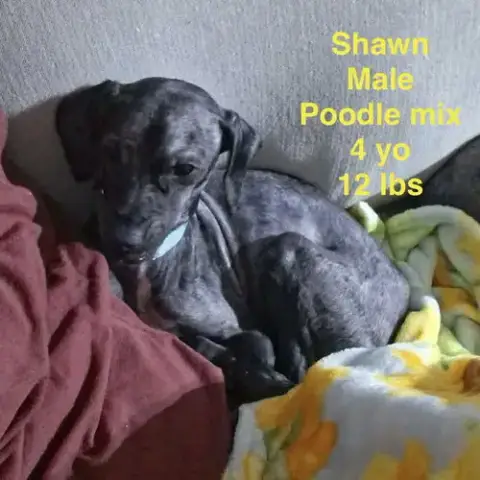 Shawn