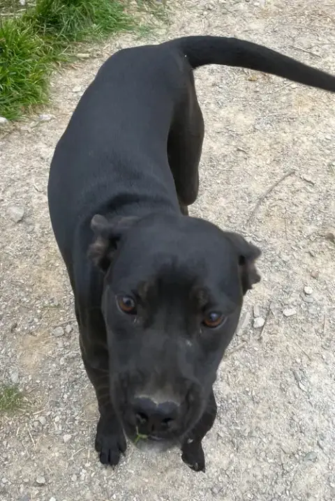 Piper