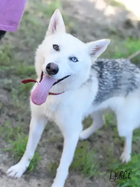 Delilah