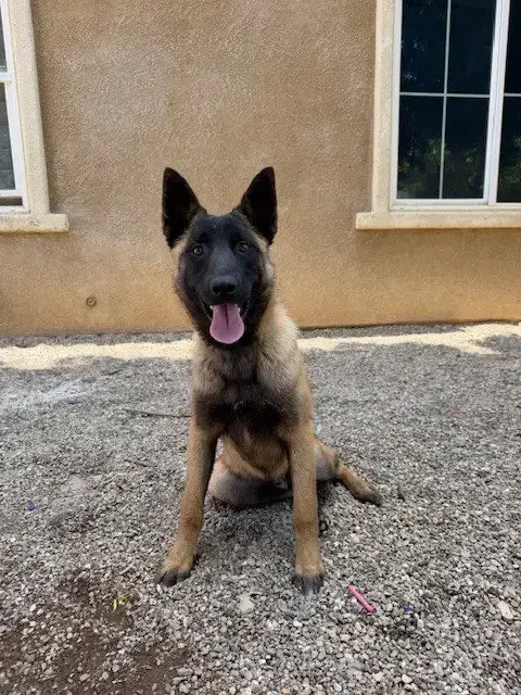 Pedro In Ca photo 3