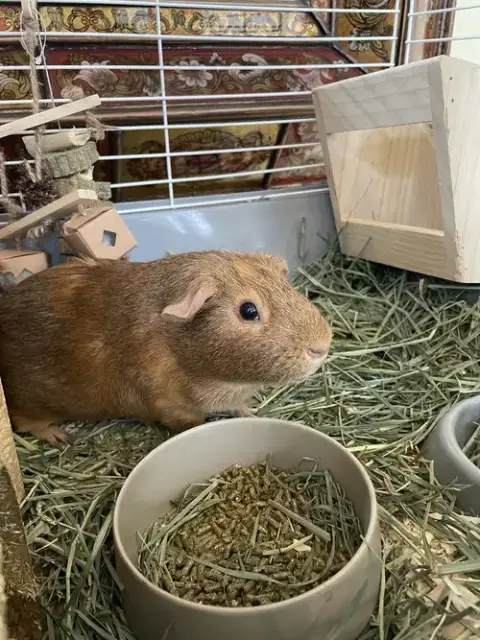Pumpkin & Spice Guinea Pigs photo 2