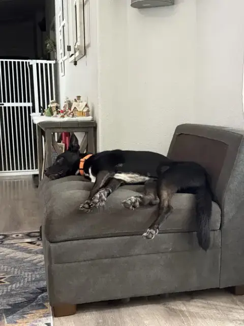Milo photo 4
