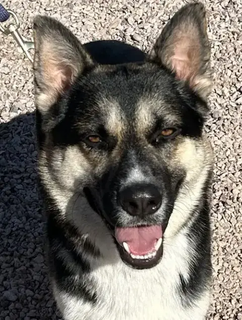 Buddy Iii