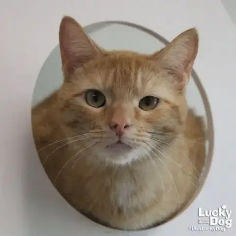 Kovu